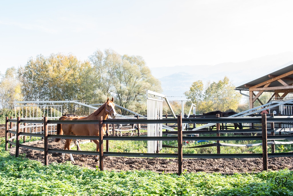 Un marcheur capacité 6 chevaux